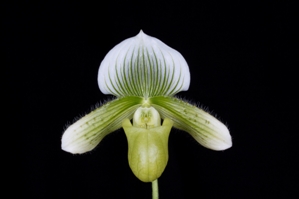 Paphiopedilum N.R. Jack HCC/AOS 77 pts.